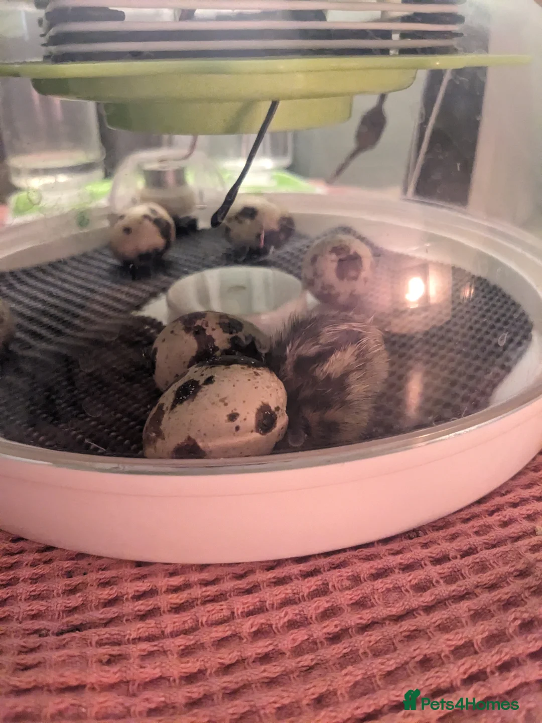 Quail poultry for sale: Jumbo Cotornix Quail - hatching eggs, chicks - Advert 4