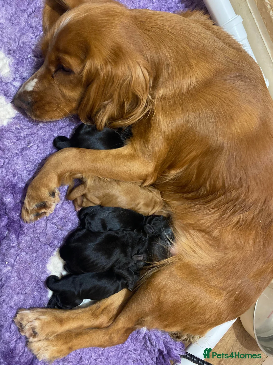 Cocker Spaniel dogs for stud: Liver n Tan working cocker. Clear AMS, PP PRA, FN. - Advert 17