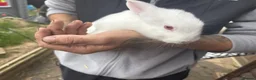 Rex rabbits for sale: Beautiful albino Rex  - Advert 7