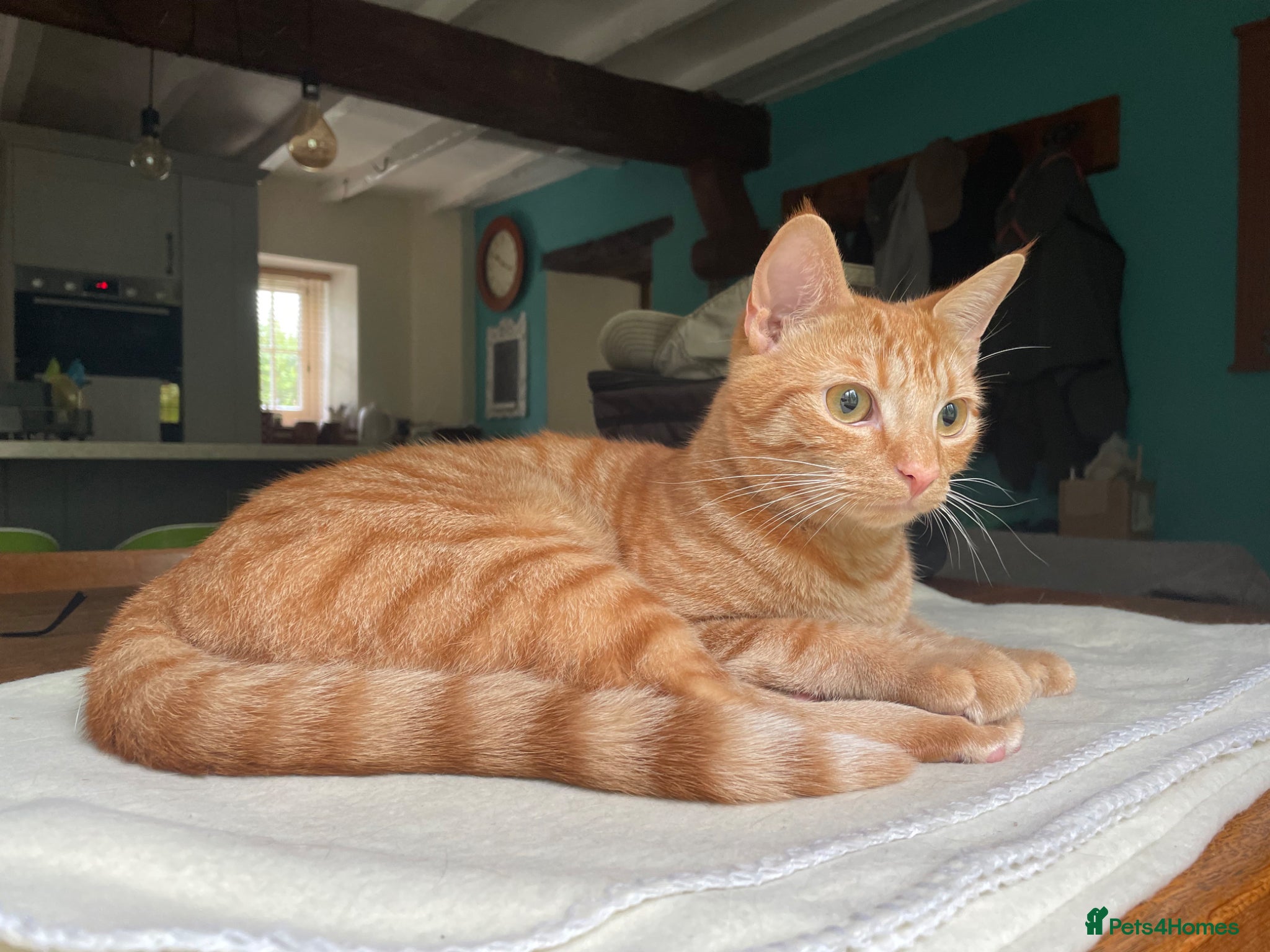 Mixed Breed cats Handsome Ginger Boy 11 months - Advert 2