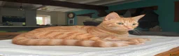 Mixed Breed cats for sale: Handsome Ginger Boy 11 months - Advert 2
