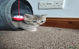 Devon Rex cats for sale: Munchkin x Devon rex  - Advert 8