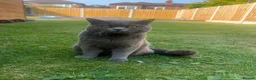 British Shorthair cats for stud: British shorthair STUD - Advert 4