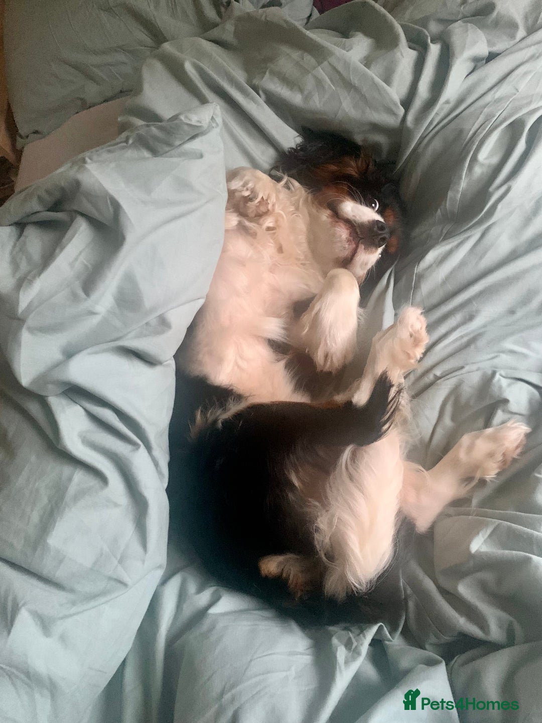 Cavalier King Charles Spaniel dogs for stud: ✨ Stunning KC Reg Cavalier King Charles Stud ✨ - Advert 4