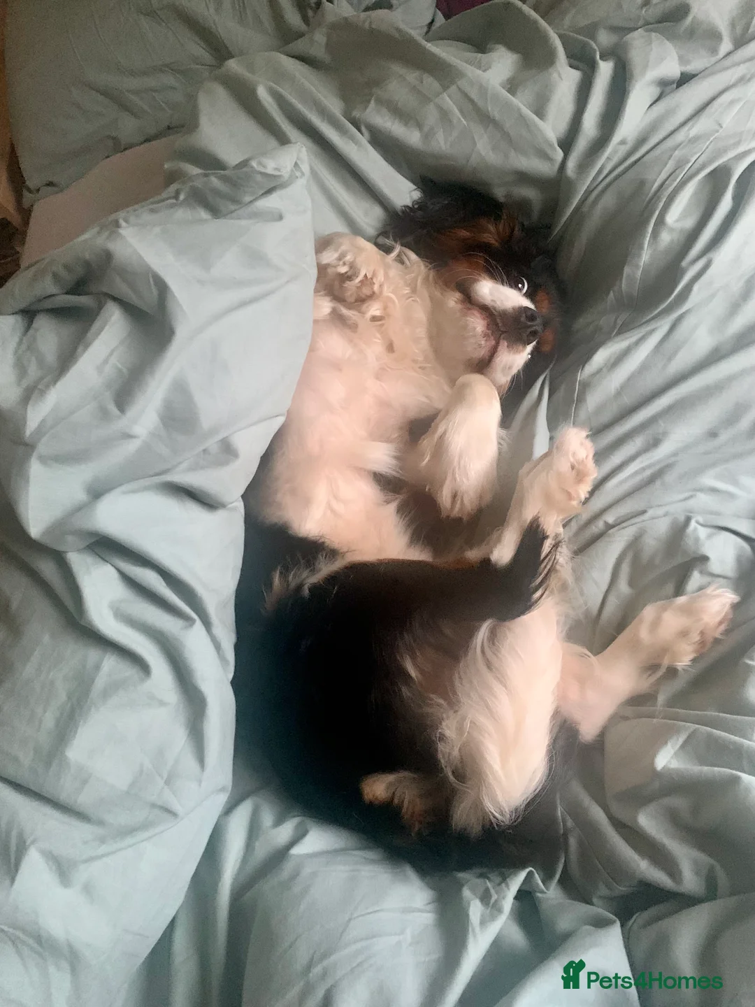 Cavalier King Charles Spaniel dogs for stud: ✨ Stunning KC Reg Cavalier King Charles Stud ✨ - Advert 4