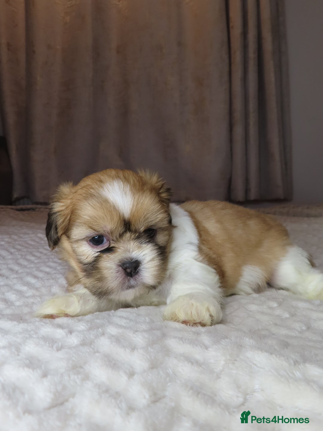 Shih Tzu dogs for sale: Beautiful Shih Tzu puppies  - Advert 4
