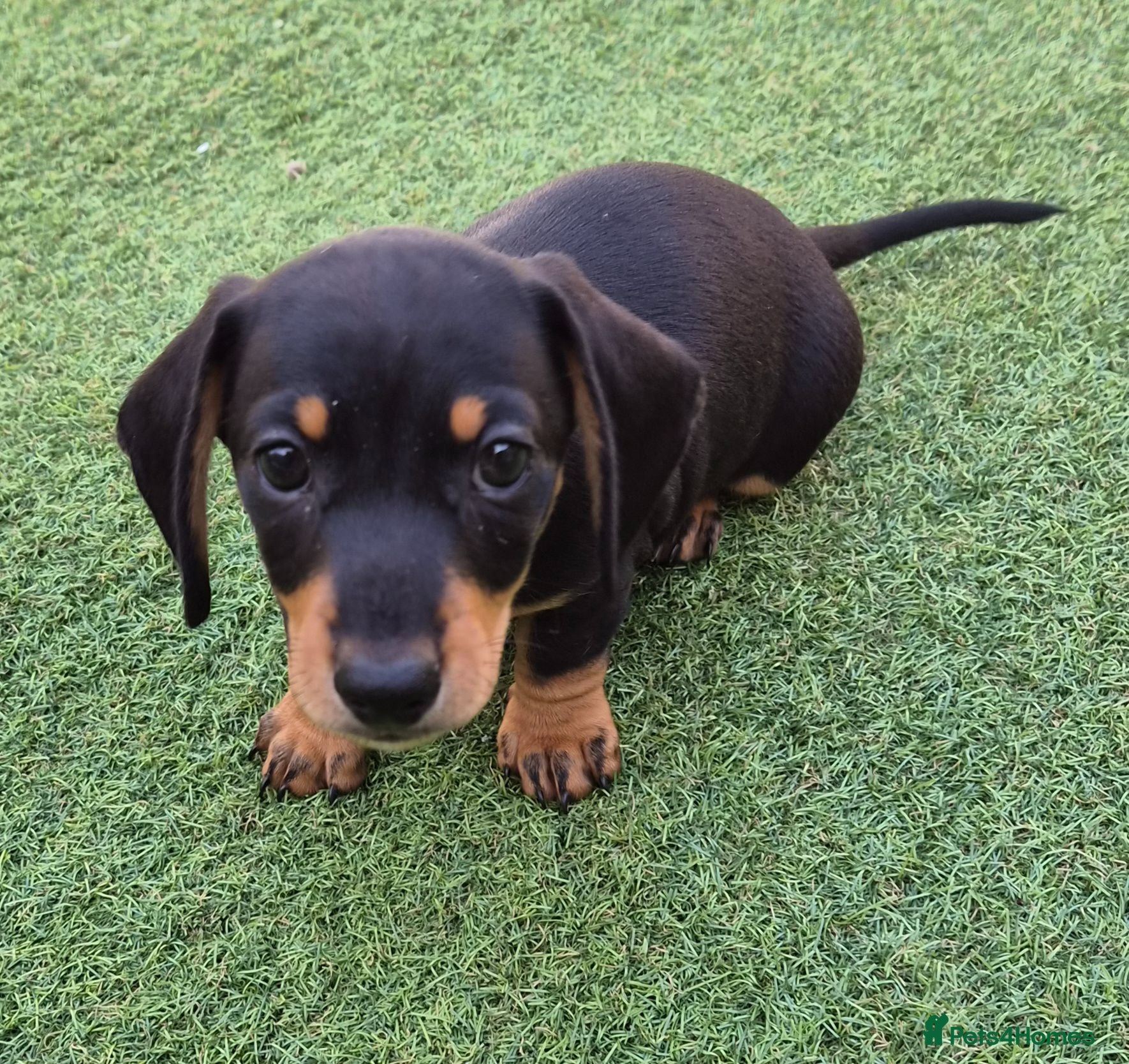 Miniature Dachshund dogs 1 puppy minature dachshund boy avaliable - Advert 9