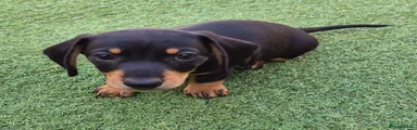Pickles beautiful black and tan little boy