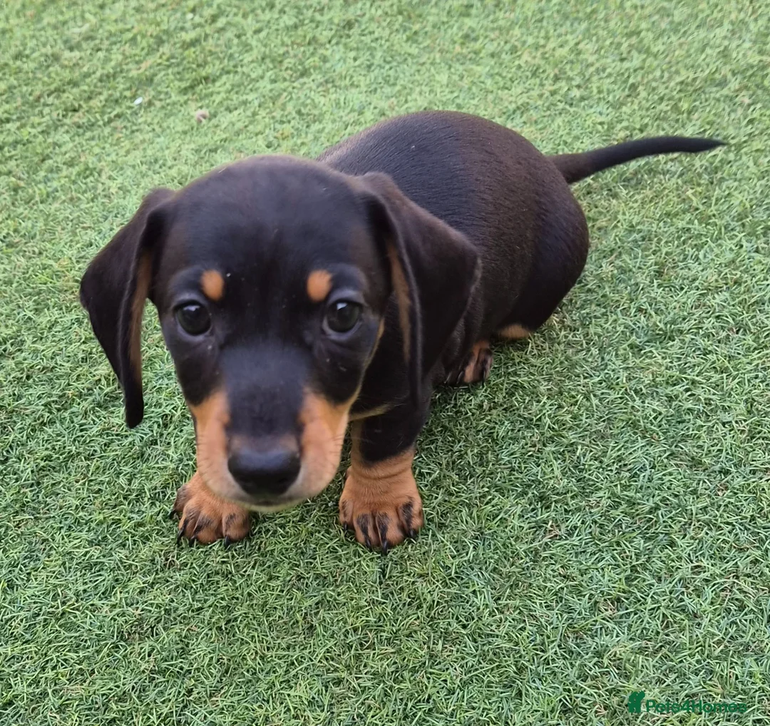 Miniature Dachshund dogs for sale: 1 puppy minature dachshund boy avaliable - Advert 1
