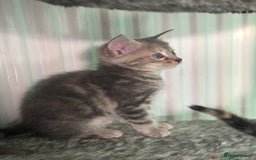 Maine Coon cats for sale: Adorable half mainecoon kittens for sale  - Image 12