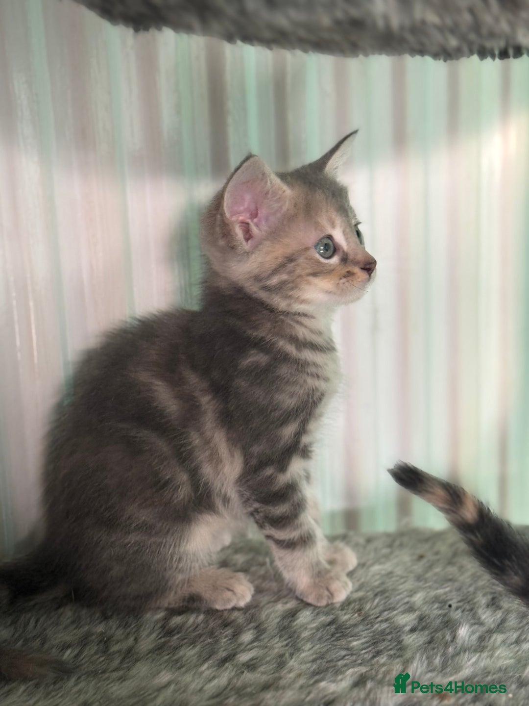 Maine Coon cats for sale: Adorable half mainecoon kittens for sale  - Image 12