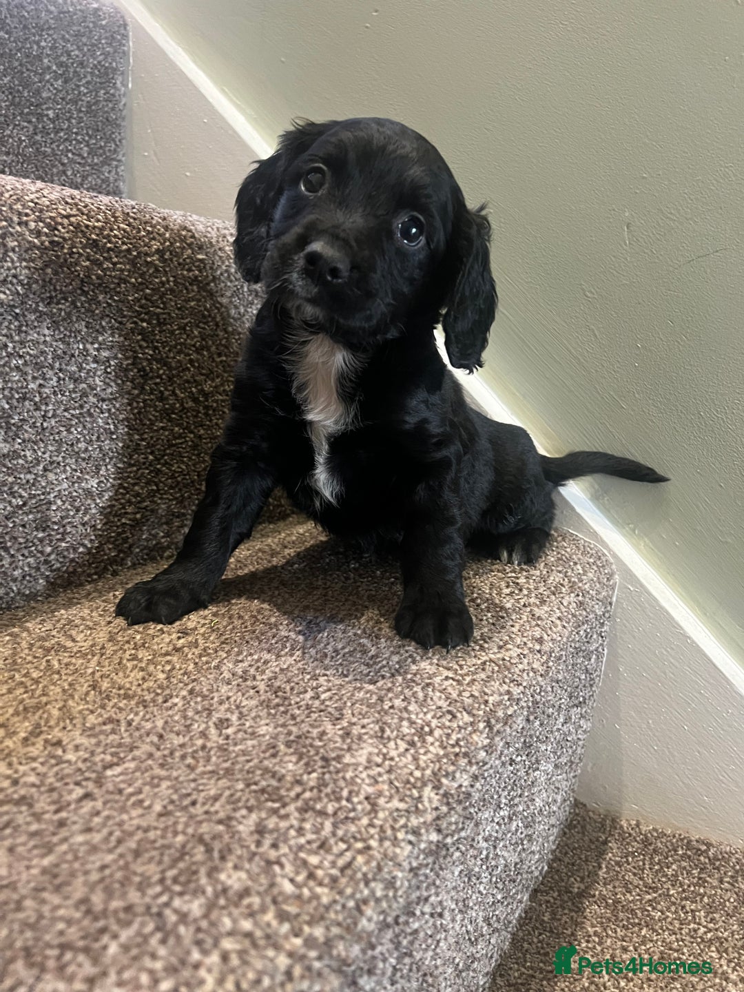 Mixed Breed dogs for sale: Lovely black Sprockerpoos  - Advert 4