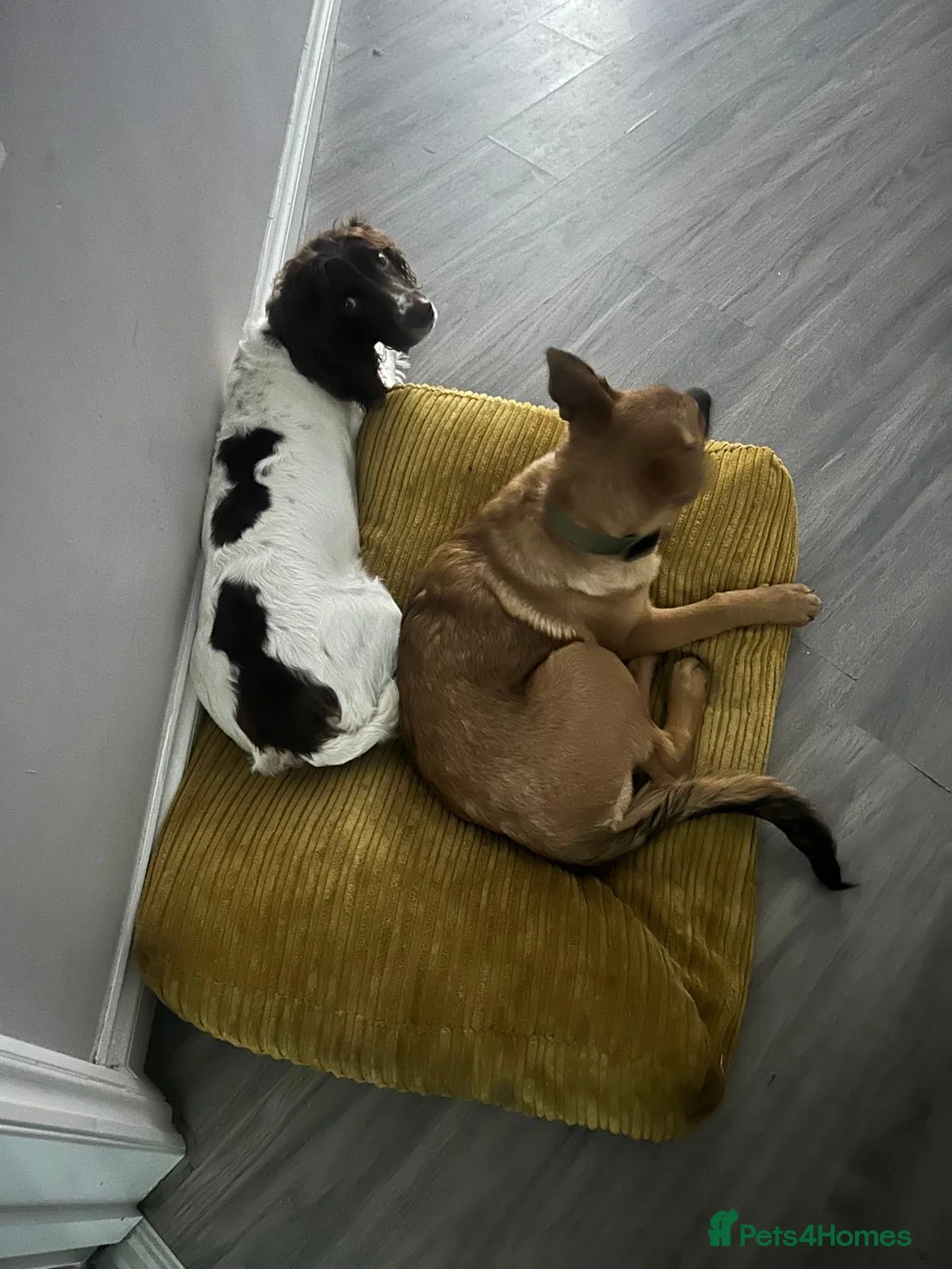 English Springer Spaniel dogs for sale: English springer spaniel puppies - Advert 11