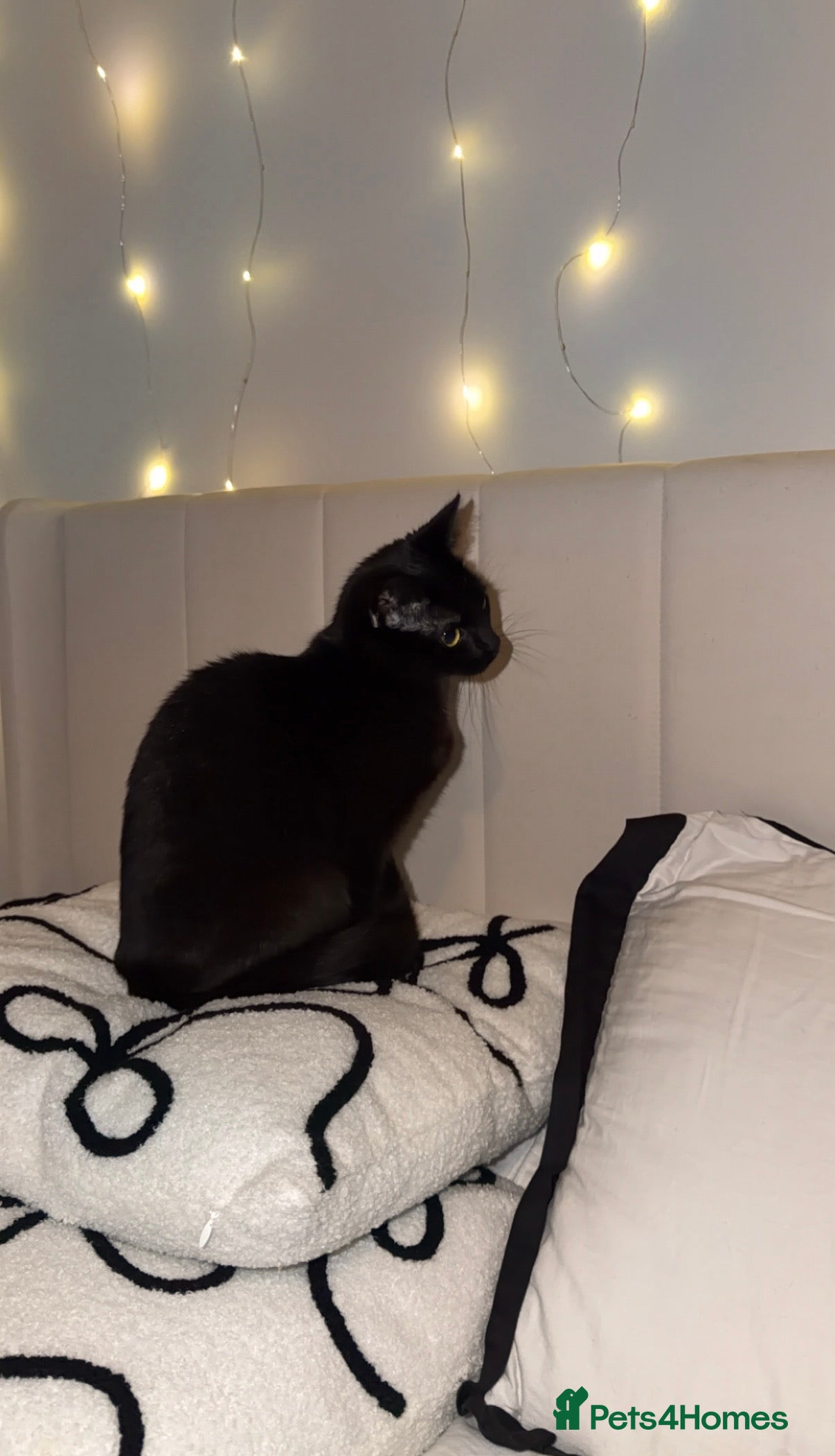 Domestic Shorthair cats 10 months old kitten  - Advert 1