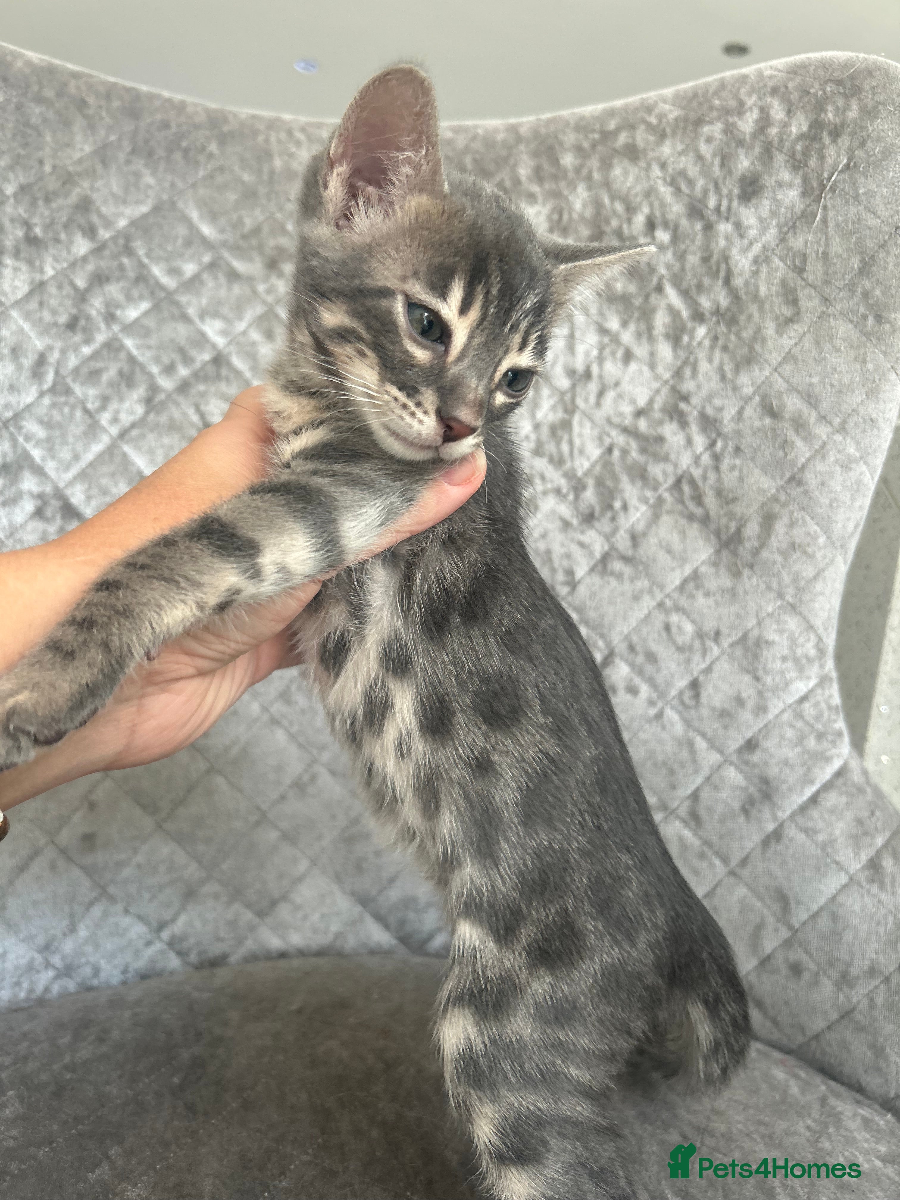 Bengal cats 💙Beautiful Blue Bengal Kittens - TICA Reg 💙 - Advert 4