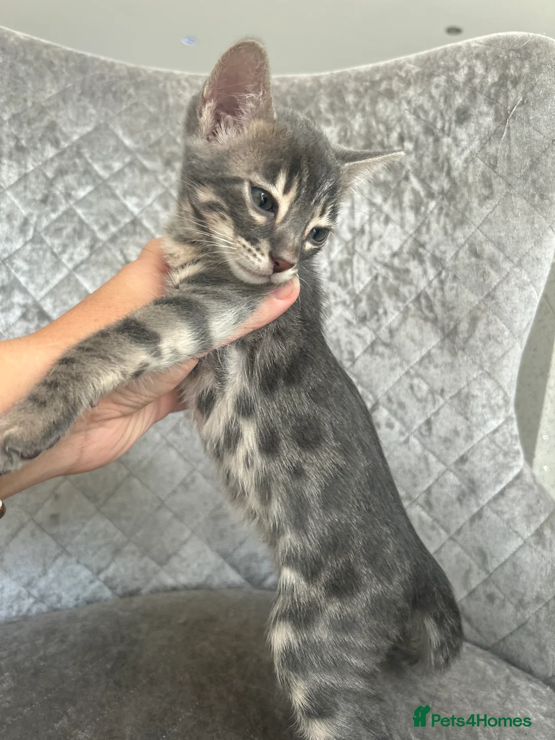 Bengal cats for sale: 💙Beautiful Blue Bengal Kittens - TICA Reg 💙 - Advert 4