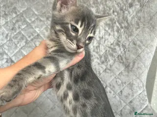 Bengal cats 💙Beautiful Blue Bengal Kittens - TICA Reg 💙 - Advert 4