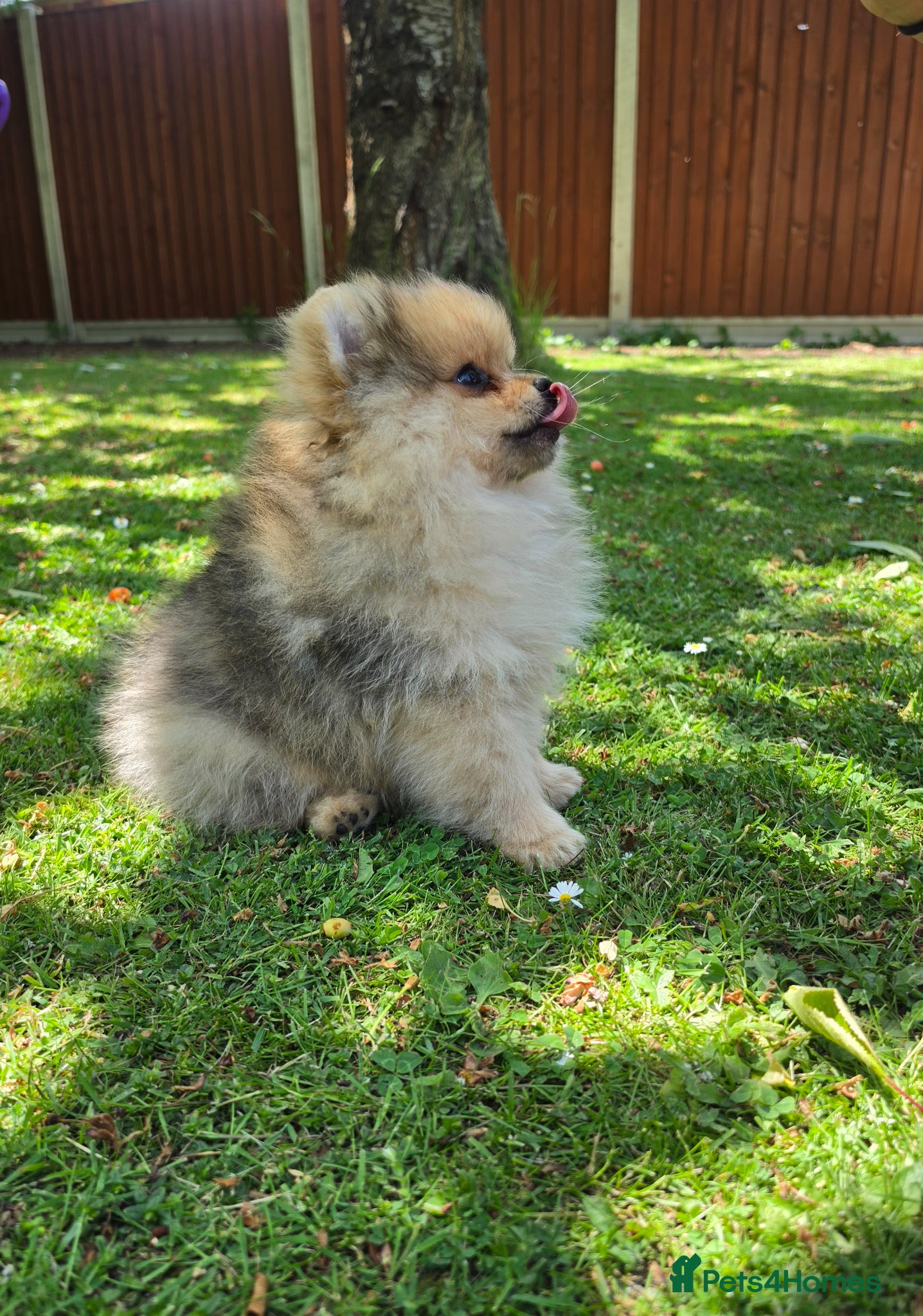 Pomeranian dogs for sale: Pomeranian puppies home raised  - Advert 14