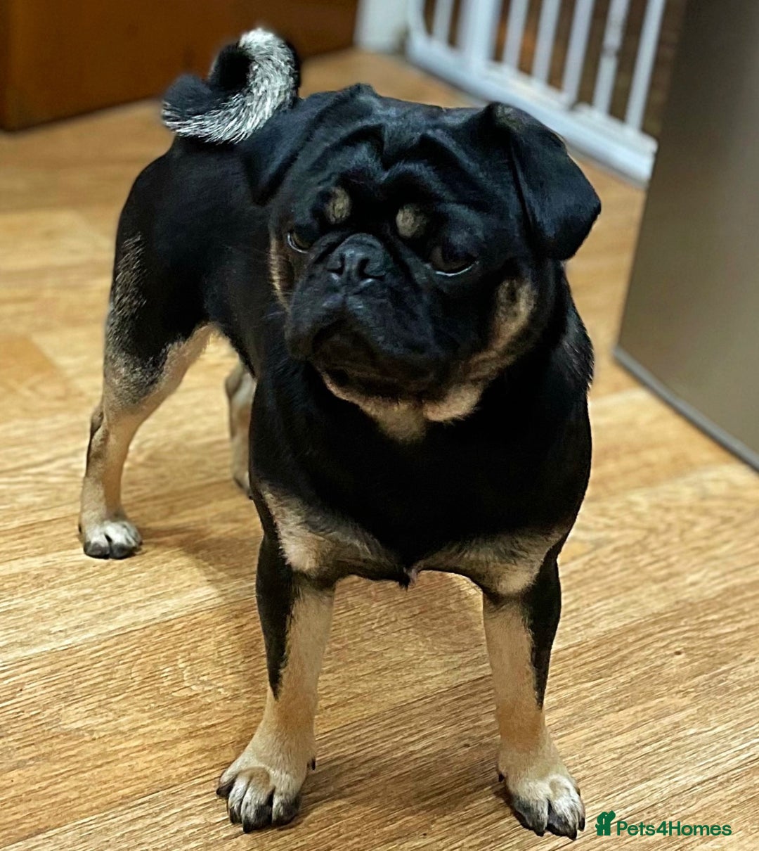 Pug dogs for stud: KC Registered Black Tan Pug 🌈 in Stourport-on-Severn - Image 1