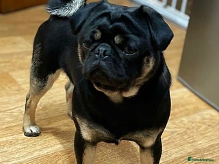 Pug dogs in Stourport-on-Severn - Advert 2
