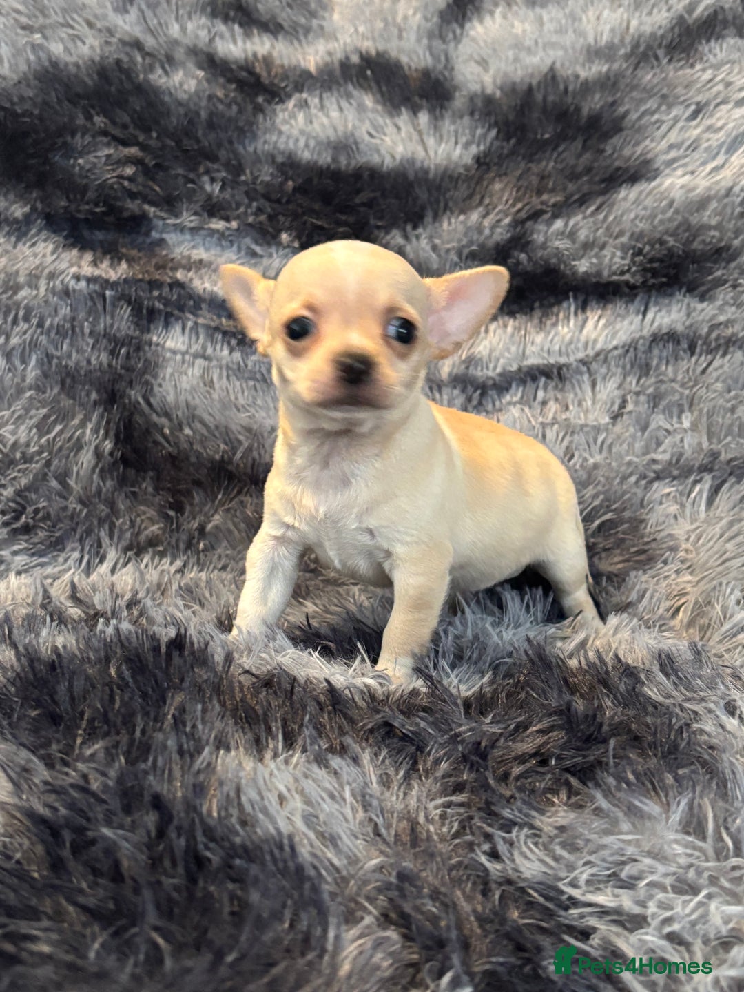 Chihuahua dogs for sale: Chihuahua puppy’s  - Image 27