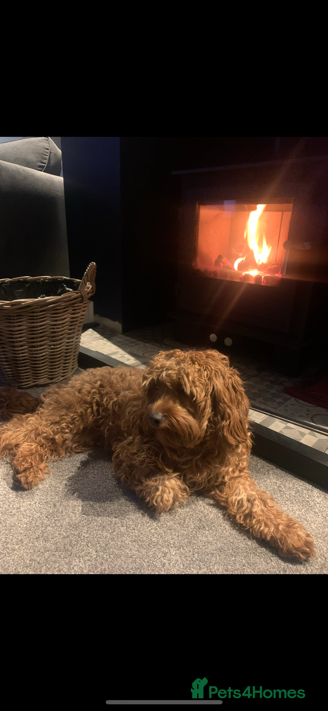 Cavapoo dogs for sale: Stunning Litter of F1B Cavapoo Puppies - Image 10