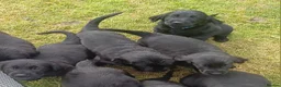 Flat coated Retriever dogs for sale: Ready now Flat coat retriever 2 left 1 boy 1 girl - Advert 4