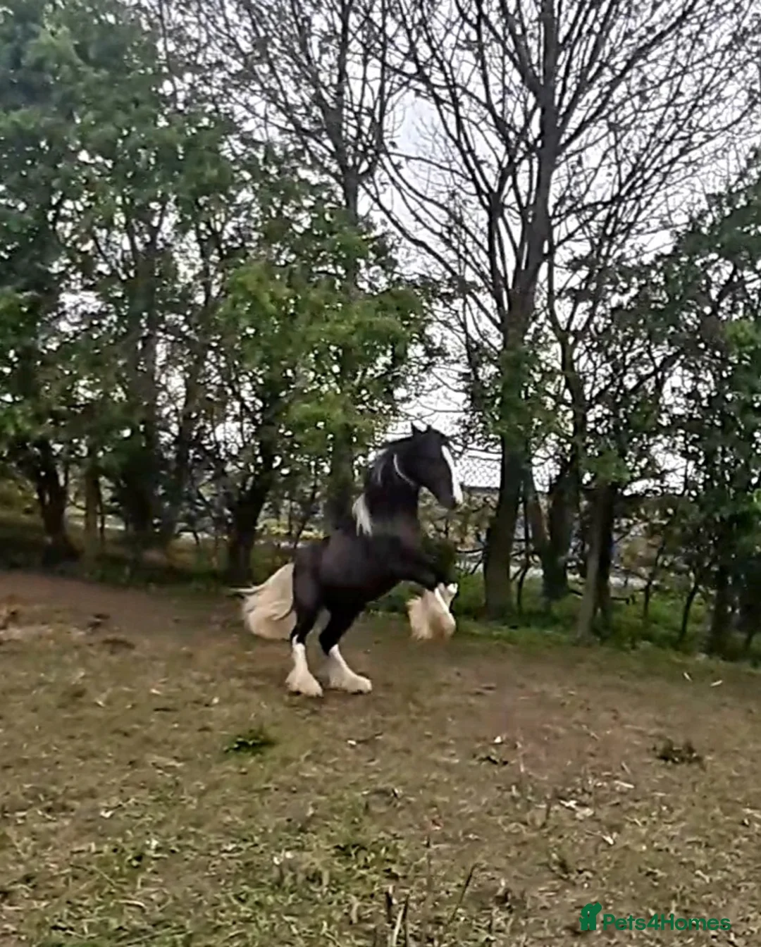 Other Breed horses for sale: Show cob - Advert 5