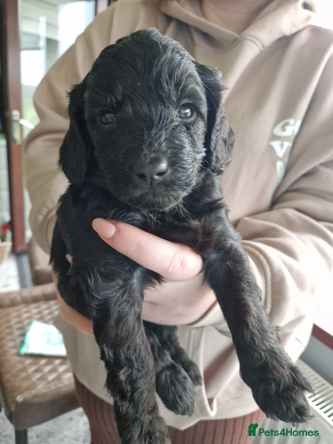 Cockapoo dogs for sale: Cockapoo X Toy Poodle - Advert 6