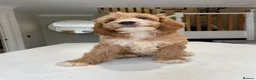 Cockapoo dogs for sale: F1B Cockapoo Pups - Ready to leave now!! - Advert 20