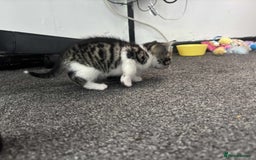 British Longhair cats for sale: 2 Kittens For Sale - Image 5