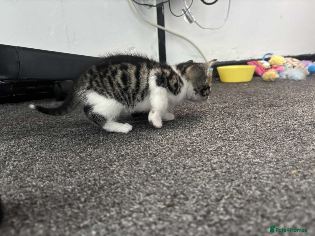 British Longhair cats for sale: 2 Kittens For Sale - Image 5