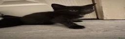 Domestic Shorthair cats for sale: 5 Stunning Kittens ready to reserve - Advert 7