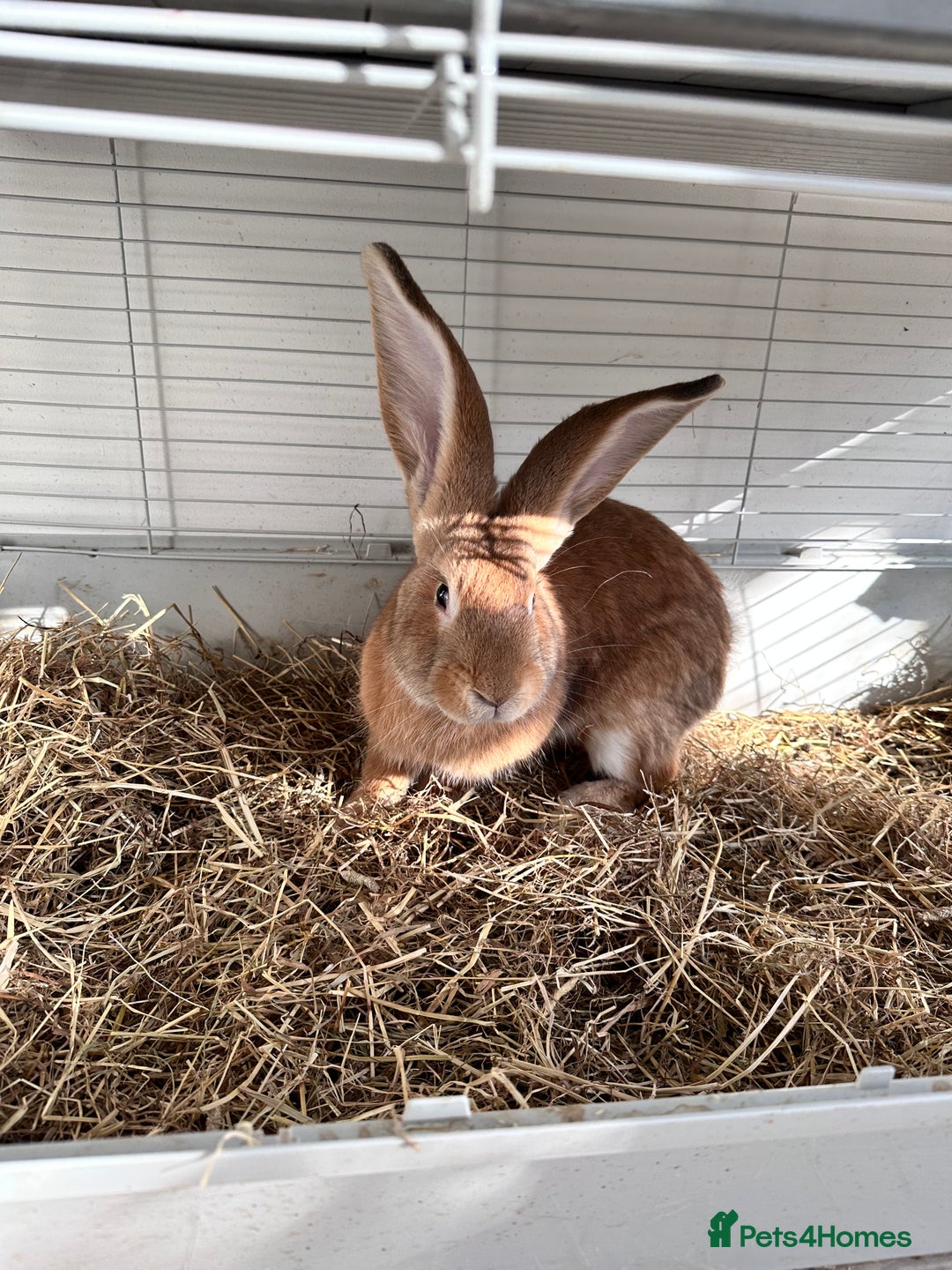 Continental Giant rabbits for sale: 2 French giant lops  - Advert 1