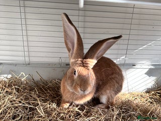 Continental Giant rabbits 2 French giant lops - Advert 8