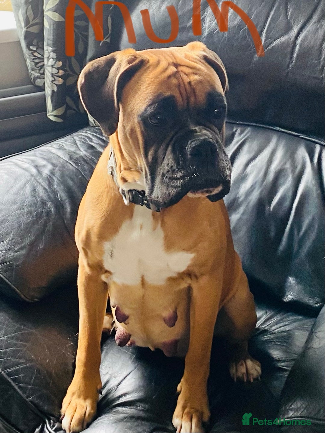 Boxer dogs for sale: 27 Champion bloodline boxers due 14th October  - Image 26