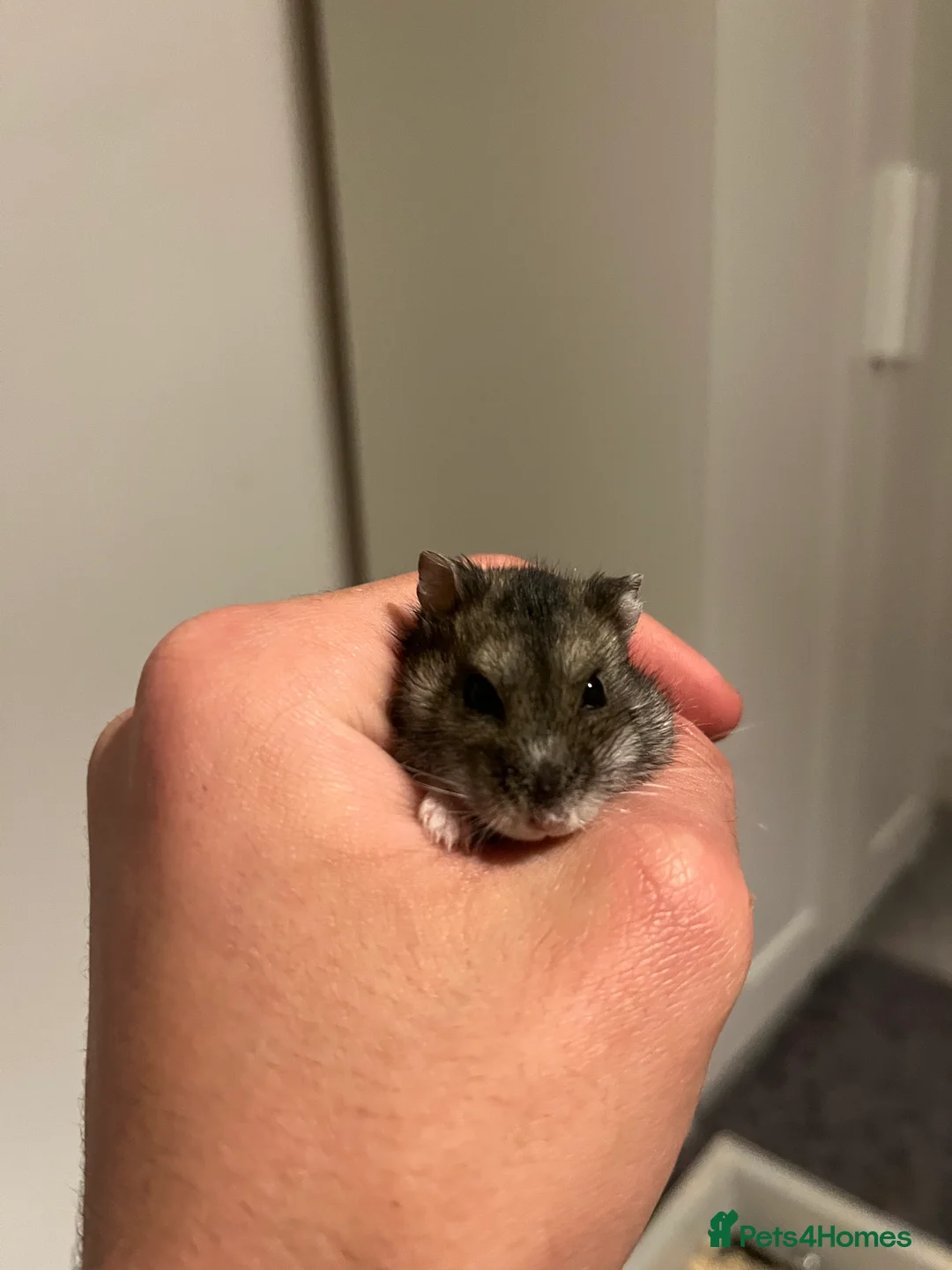 Hamster rodents for sale: Healthy grey whitish hamster - Advert 1