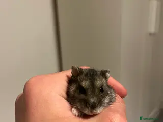 Hamster rodents Healthy grey whitish hamster - Advert 1