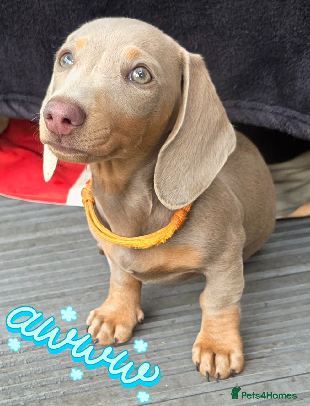 Dachshund dogs ♥️fully vaccinated ♥️Adorable #daxie isabella 🐾 - Advert 5