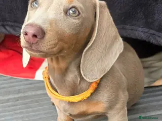 Dachshund dogs ♥️fully vaccinated ♥️Adorable #daxie isabella 🐾 - Advert 5