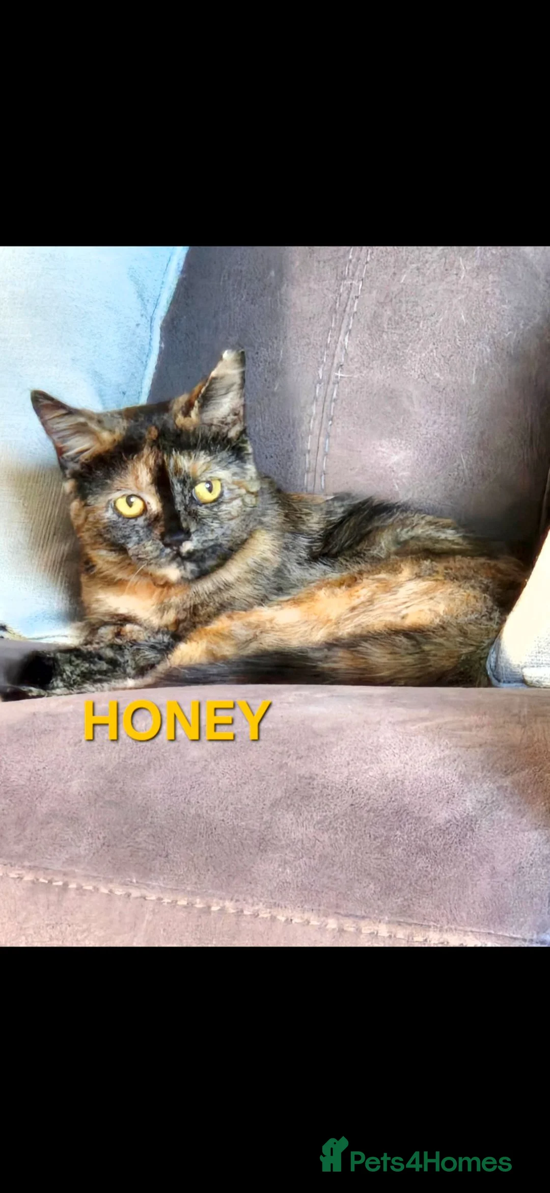 Mixed Breed cats for sale: 3 tortoiseshell female cats need rehoming - Advert 1