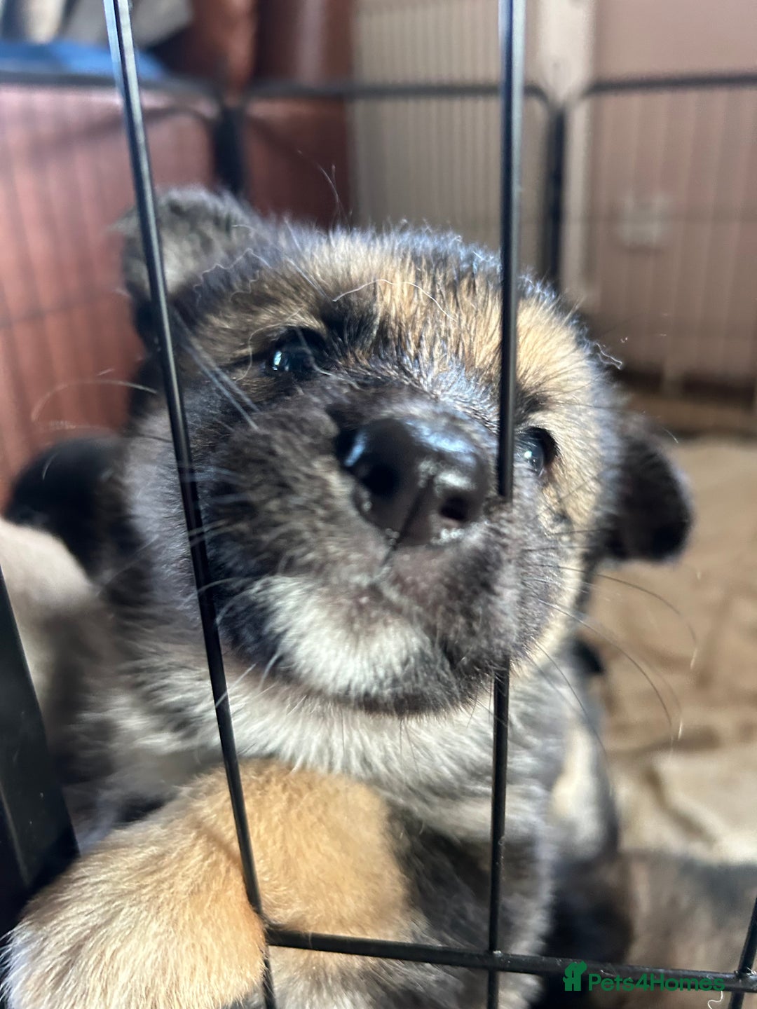 Shepsky dogs for sale: SOLD puppy’s for sale  - Image 13
