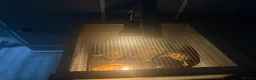 Hermann Tortoise reptiles for sale: My 3 beautiful female turtles in London - Advert 10