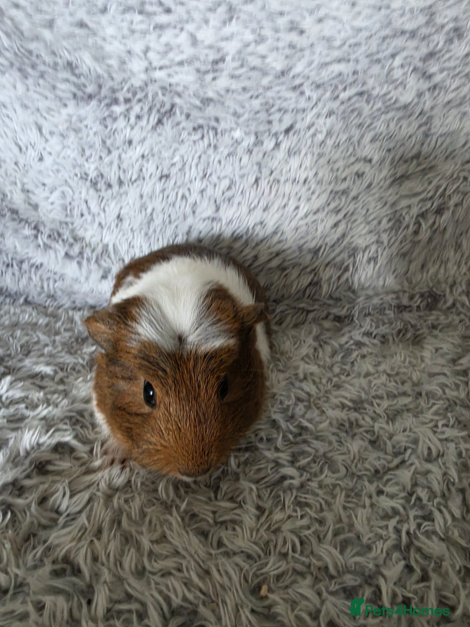 Guinea Pig rodents Boysx - Advert 4
