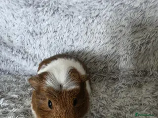 Guinea Pig rodents Boysx - Advert 4