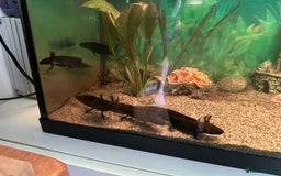 Other/Mixed Breed fish for sale: Young Axolotls for sale - Image 8