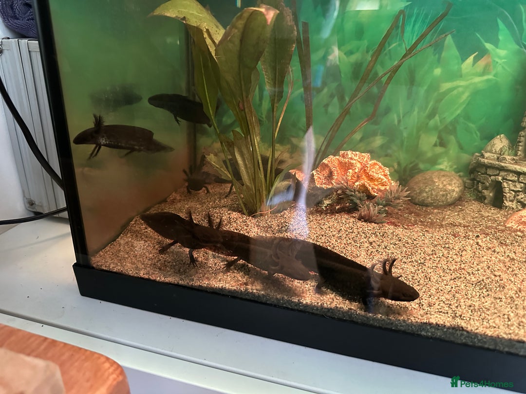 Other/Mixed Breed fish for sale: Young Axolotls for sale - Image 8