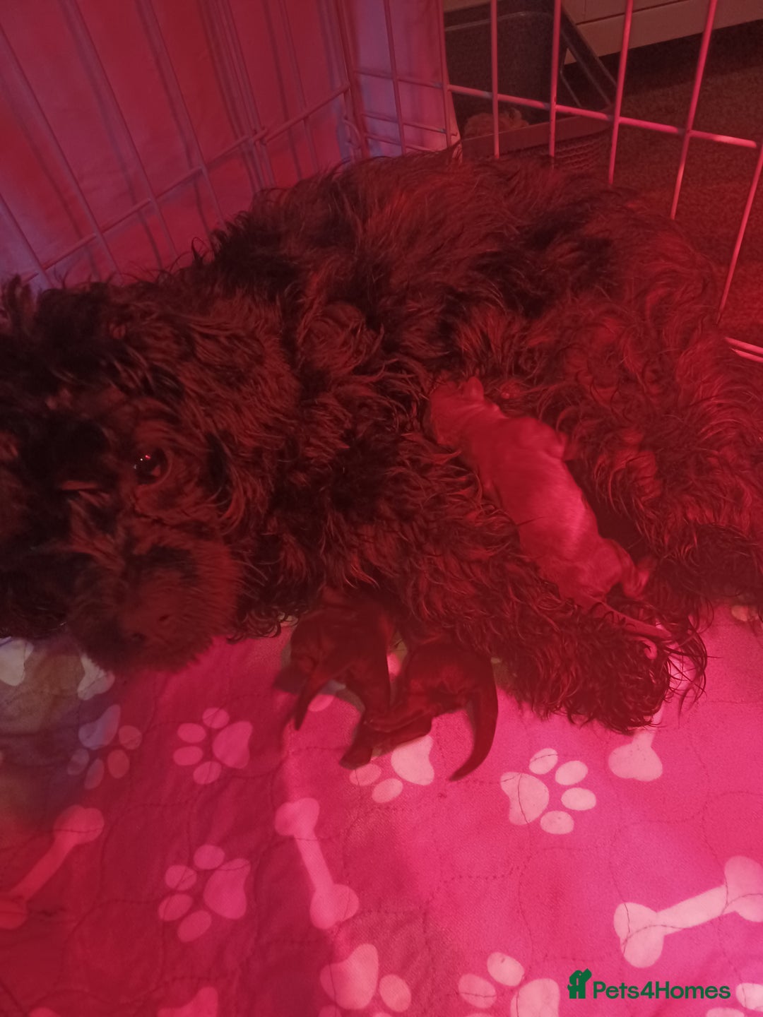 Doxiepoo dogs for sale: Gorgeous Puppies- Fully Vaccinated  - Image 4