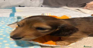 Miniature Dachshund dogs - Advert 4