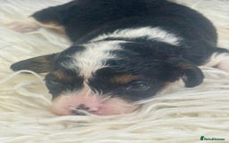 Cavapoo dogs for sale: F1 toy cavapoo extensively health tested  - Image 2